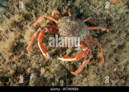 Stachelige Seespinne (Maja squinado) Guillaumesse, Sark, Britische Kanalinseln. Stockfoto