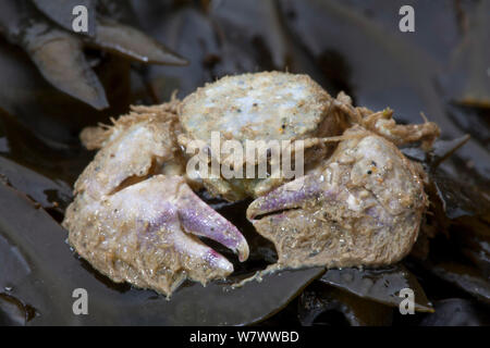 Breite - kratzte Porzellan Krabben (Porcellana platycheles) auf Strand gespült, Sark, Britische Kanalinseln. Stockfoto