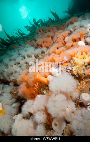 In Plumose Anemone Reef Wall abgedeckt (Metridium senile) den Scilly-inseln. Stockfoto