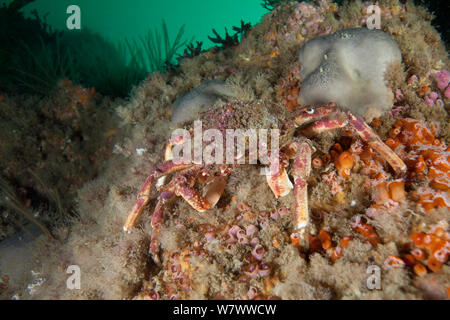 Stachelige Seespinne (Maja squinado) L&#39;Etac, Sark, Britische Kanalinseln. Stockfoto