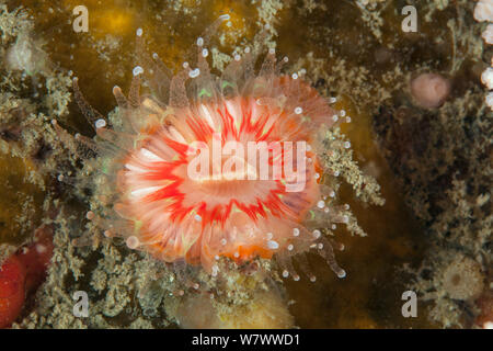 Devonshire cup Caryophyllia smithii) Coral (L&#39;Etac, Sark, Britische Kanalinseln. Stockfoto