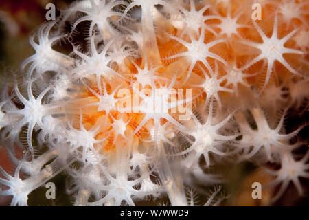 Rote Finger Weichkorallen (Alcyonium glomeratum) Sark, Britische Kanalinseln. Stockfoto