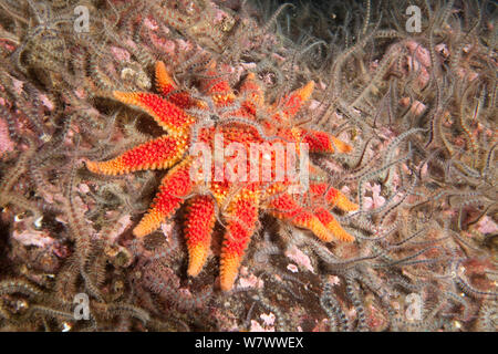 Gemeinsame Sun Star (Crossaster papposus) St Abbs Freiwillige Marine Reserve, Schottland (Nordsee). Stockfoto