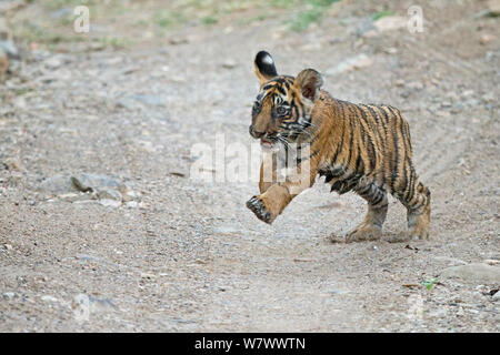 Bengal Tiger (Panthera tigris tigris) Cub läuft. Ranthambore Nationalpark, Indien. Stockfoto