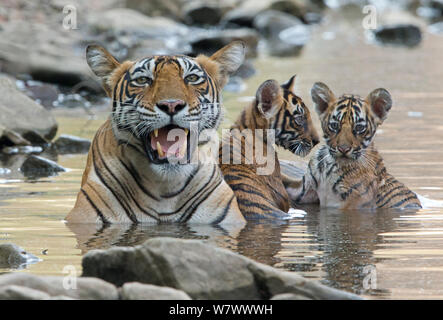Bengal Tiger (Panthera tigris tigris) Weibliche&#39; Noor T39&#39; mit Jungen spielen im Wasser. Ranthambore Nationalpark, Indien. Stockfoto