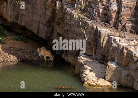 Bengal Tiger (Panthera tigris tigris) Weibliche&#39; Noor T39&#39; trinken. Ranthambore Nationalpark, Indien. Stockfoto