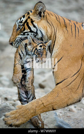 Bengal Tiger (Panthera tigris tigris) Weibliche&#39; Noor T39&#39; Durchführung Cub. Ranthambore Nationalpark, Indien. Stockfoto