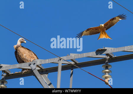 Gänsegeier (Tylose in Fulvus) auf Strom pylon thront Uhren ein Rotmilan (Milvus milvus) im Flug, Sierra de Guara natürlicher Park, Aragon, Spanien, Juli. Stockfoto