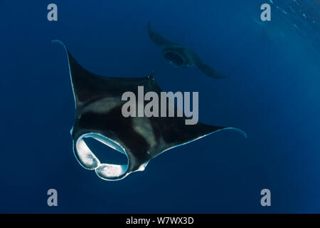 Riesige Mantarochen (Manta birostris) Fütterung, in der Nähe von Isla Mujeres, Karibik, Mexiko, Juli. Gefährdete Arten. Stockfoto