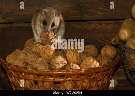 Fat Siebenschläfer (Glis Glis), Fütterung auf Walnüsse in einem Korb in den Lagerkeller, Captive Stockfoto