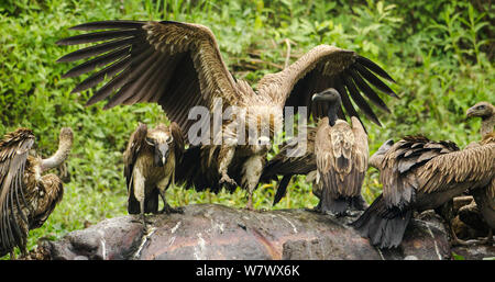 Indische Geier (Tylose in Indicus) scavenging auf toten Rhino, Mizoram, North East India. Stockfoto