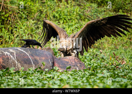 Indische Geier (Tylose in Indicus) scavenging auf toten Rhino, mit Flügeln aggressiv auf dicke Rechnung Krähen (Corvus crassirostris) Mizoram, North East India. Stockfoto