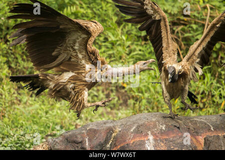 Indische Geier (Tylose in Indicus) Streitereien während der Spülung auf toten Rhino, Mizoram, North East India. Stockfoto