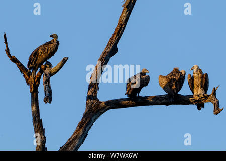 Gruppe indischer Geier (Tylose in Indicus) auf einem Baum, Kaziranga, Indien thront. Stockfoto