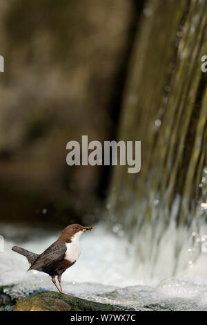 Pendelarm (Cinclus cinclus) stehen auf Stein in schnell fliessenden Fluss, am Wasserfall, mit Beute im Schnabel, Moselle, Frankreich, April. Stockfoto