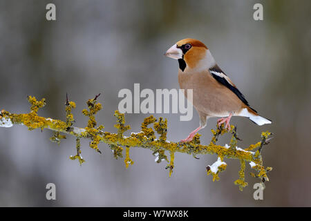 (Hawfinch Coccothraustes coccothraustes) Männliche thront auf verschneiten Zweig im Winter, Moselle, Frankreich. Januar. Stockfoto