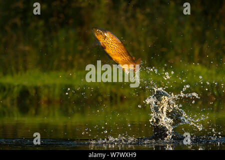 Bachforelle (Salmo Trutta) springen für Insekten, Schottland, UK... Stockfoto