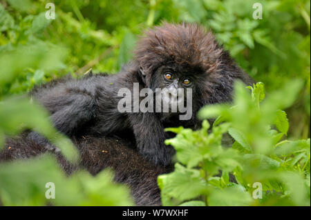 Berggorillas (Gorilla Beringei Beringei) Mutter mit Baby Ruanda, Afrika. Stockfoto