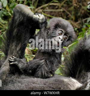 Berggorilla (Gorilla beringei beringei) Baby spielt mit Mutter &#39;s Fuß, Ruanda, Afrika. Stockfoto