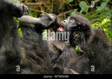 Berggorilla (Gorilla beringei beringei) Baby spielt mit Mutter &#39;s Fuß, Ruanda, Afrika. Stockfoto