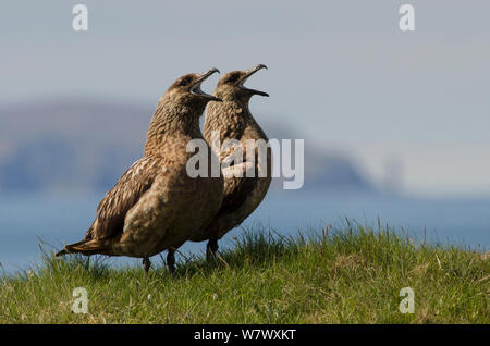 Große Raubmöwe oder &#39; &#39; bonxie (Eulen skua/Catharacta skua) Paar kleben und Aufruf zur Verteidigung des Territoriums. Handa Island, Schottland, Großbritannien. Juni. Stockfoto