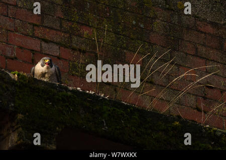 Wanderfalke (FALCO PEREGRINUS), erwachsenen männlichen Fütterung auf Gebäude Sims. Bristol, UK. Januar. Stockfoto