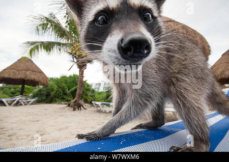 Waschbär (Procyon Lotor) auf Nahrungssuche am Strand für Lebensmittel zurückgelassen von Touristen. Akumal, Riviera Maya, Yucatan, Mexiko. September. Stockfoto