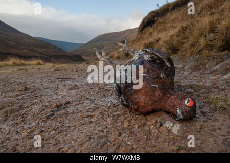 Moorschneehuhn (Lagopus lagopus scotica) erschossen. Wald von Bowland, Lancashire. Januar. Stockfoto