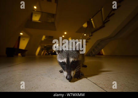 Waschbär (Procyon Lotor) im Hotel, suchen nach Nahrung durch Touristen. Akumal, Akumal, Yucatan, Mexiko. September. Stockfoto