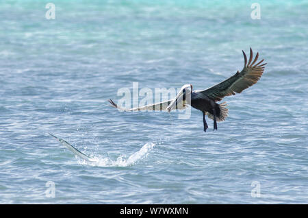 (Houndfish Tylosurus crocodilus) springt von Wasser nach gestört wird durch Einstechen - tauchen Braunpelikan (Pelecanus occidentalis). Cenote Manati, Riviera Maya, Yucatan, Mexiko. September. Stockfoto