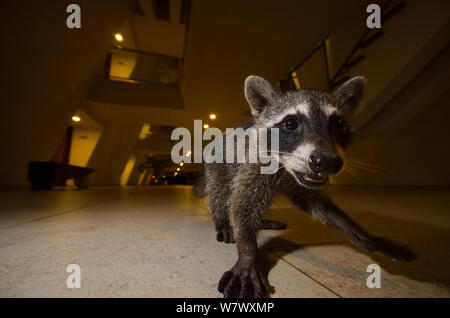 Waschbär (Procyon Lotor) im Hotel, suchen nach Nahrung durch Touristen. Akumal, Akumal, Yucatan, Mexiko. September. Stockfoto