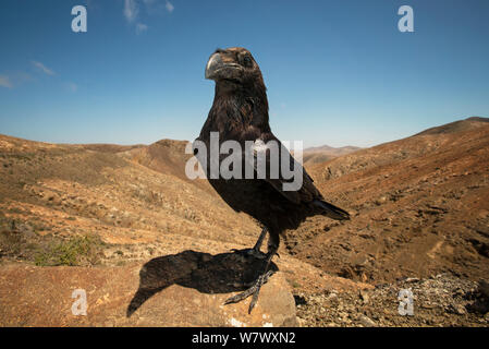 Kolkrabe (Corvus Corax), lokal bekannt als &#39; Geronimo &#39;. Fuerteventura, Kanarische Inseln, Spanien. April. Stockfoto