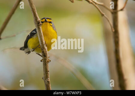 Saint Lucia Warbler (Setophaga delicata). Endemisch. Anse Mamin, Saint Lucia. Stockfoto