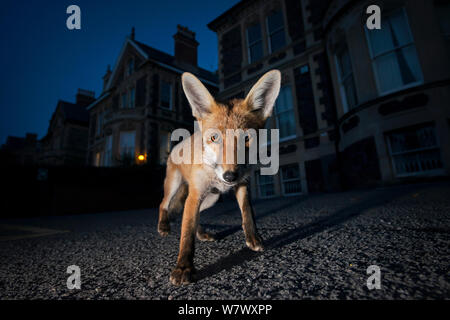 Junge, urbane, Red Fox (Vulpes vulpes) bei Nacht. Bristol, UK. August. Stockfoto