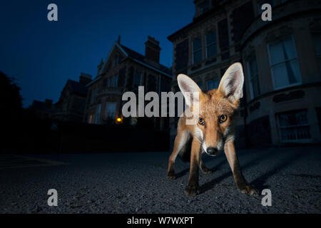 Junge, urbane, Red Fox (Vulpes vulpes) bei Nacht. Bristol, UK. August. Stockfoto