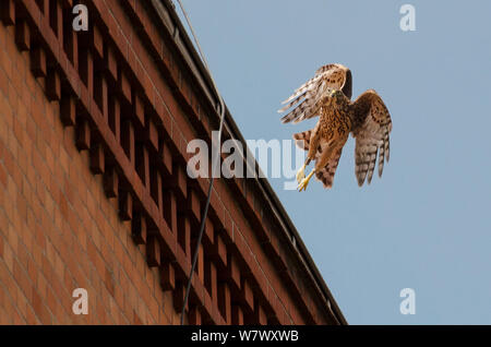 Northern Habicht (Accipiter gentilis), juvenile Flucht aus dem Gebäude. Berlin, Deutschland. Juli. Stockfoto