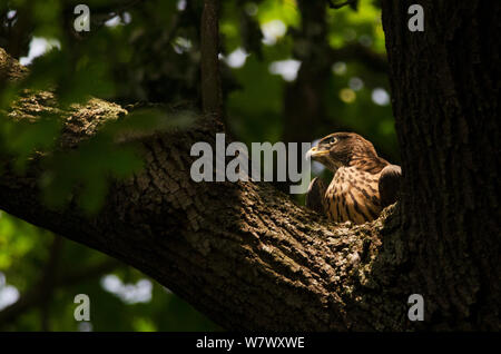 Northern Habicht (Accipiter gentilis) juvenile (&#39; brancher&#39;), aus dem Nest, aber noch nicht flügge. Berlin, Deutschland. Juli. Stockfoto