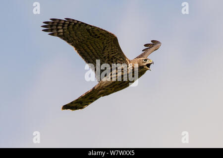 Junge nördlichen Habicht (Accipiter gentilis) im Flug. Berlin, Deutschland. Juli. Stockfoto