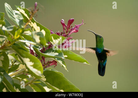 Grün-throated Carib (Eulampis holosericeus) im Flug, Fütterung auf Nektar. Anse Mamin Plantage, Saint Lucia. Stockfoto