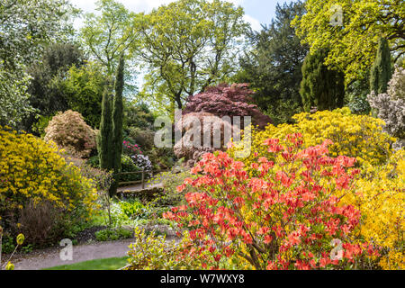 Schmalen Pfad durch ein Kaleidoskop von blühenden Sträuchern und Bäumen in einem Park im Frühling. Stockfoto