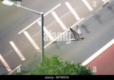 Wanderfalke (FALCO PEREGRINUS), erwachsene Frau im Flug über der Straße. Avon Gorge, Bristol, UK. Juni. Stockfoto