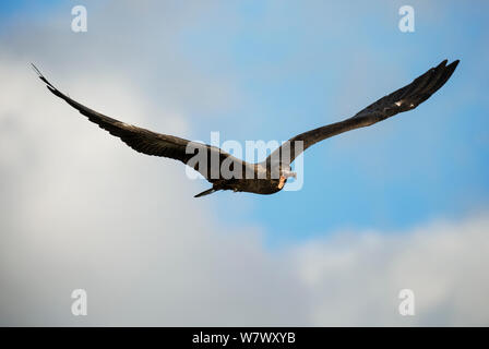 Herrliche Frigate (Fregata magnificens) im Flug. Soufrière, St. Lucia. Stockfoto