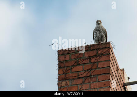 Northern Habicht (Accipiter gentilis), jungen erwachsenen männlichen auf Gebäude thront. Berlin, Deutschland. März. Stockfoto