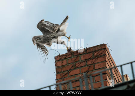 Northern Habicht (Accipiter gentilis), jungen erwachsenen männlichen Flucht aus Gebäude mit Beute. Berlin, Deutschland. März. Stockfoto