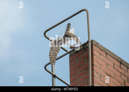 Northern Habicht (Accipiter gentilis), jungen erwachsenen männlichen Flucht aus Gebäude mit Beute. Berlin, Deutschland. März. Stockfoto