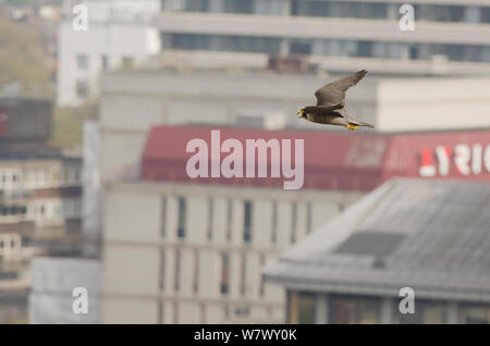 Wanderfalke (FALCO PEREGRINUS), erwachsene Frau im Flug über die Stadt. Hammersmith, London, Großbritannien. Mai. Stockfoto