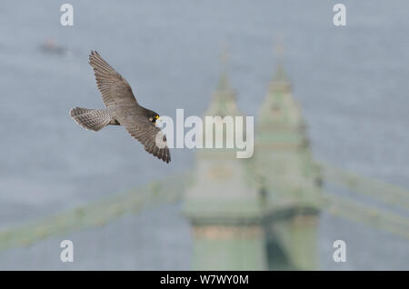 Wanderfalke (FALCO PEREGRINUS), erwachsene Frau im Flug über die Brücke und die Themse. Hammersmith, London, Großbritannien. Mai. Stockfoto