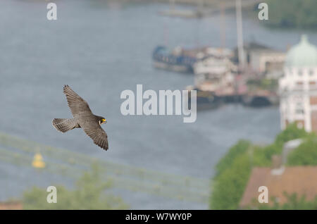 Wanderfalke (FALCO PEREGRINUS), erwachsene Frau im Flug über die Brücke und die Themse. Hammersmith, London, Großbritannien. Mai. Stockfoto