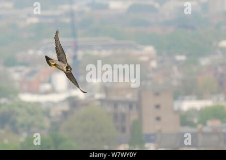 Wanderfalke (FALCO PEREGRINUS), erwachsene Frau im Flug über die Stadt. Hammersmith, London, Großbritannien. Mai. Stockfoto