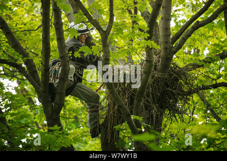 Dr. Norbert Kenntner erreichen für ein Habicht (Accipiter gentilis) eingebettet in eine große Baumkrone Nest. Berlin, Deutschland. Mai. Stockfoto